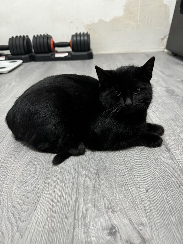 Котенята в добрі руки