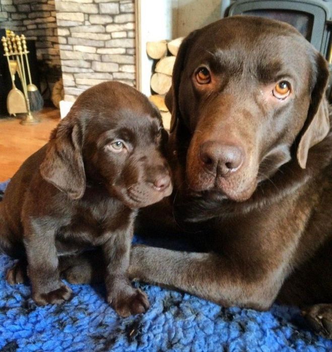 Шоколадные Лабрадор Ретривер щенки питомника делаем Доставку