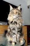 Adopcja maine coon