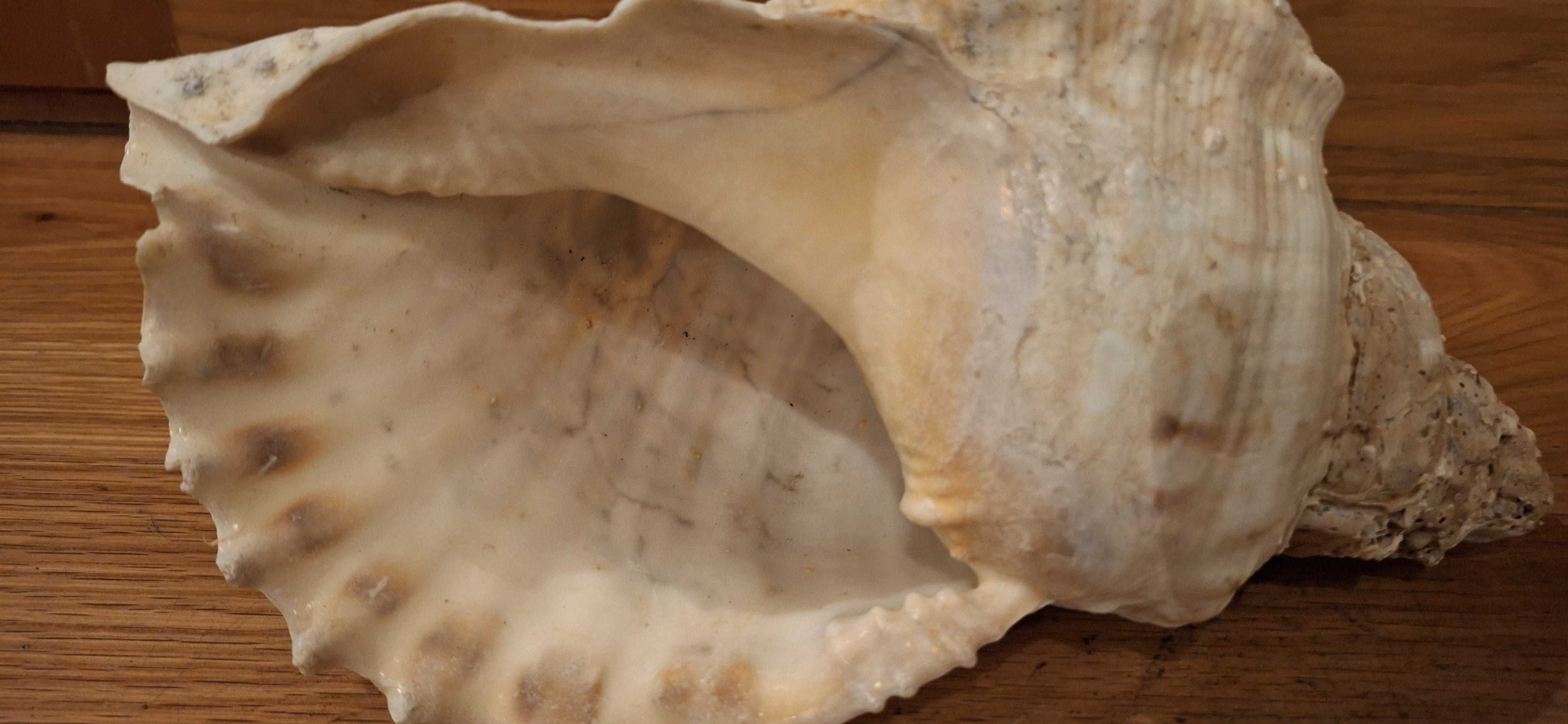 Conchas de praias portuguesas de Grande Dimensão