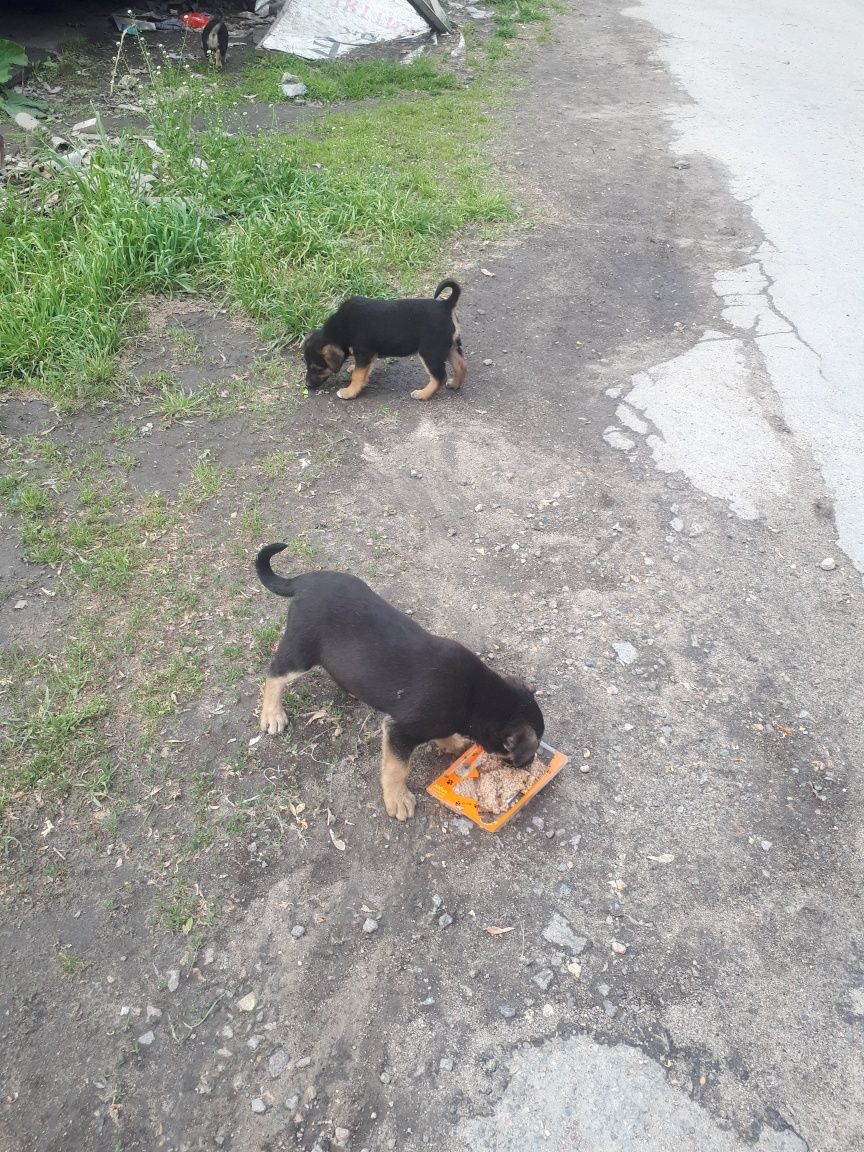 Цуценята в добрі руки