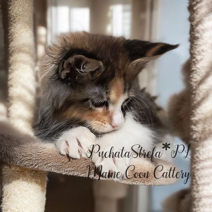 Maine coon rodowód Fife Fpl
