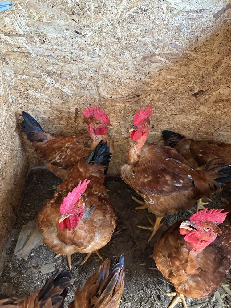 Ovos caseiros e galos