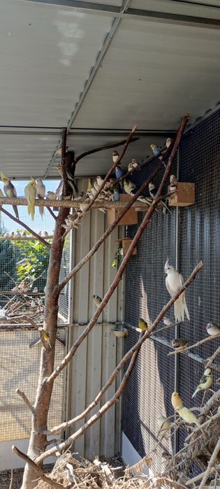 Zeberka Zeberki 2025