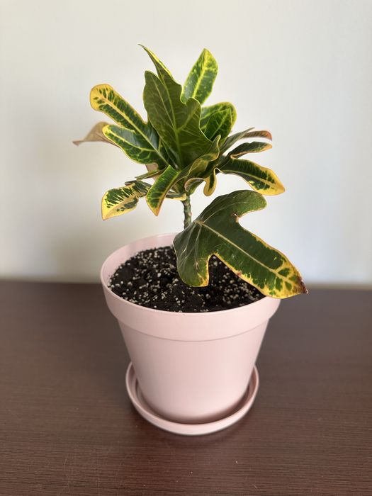 Кротон Ексклент, кімнатна рослина