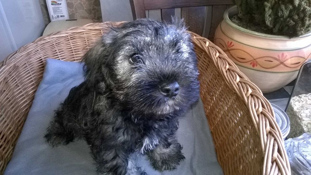 sznaucer miniaturowy