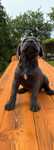 Cane Corso italiano
