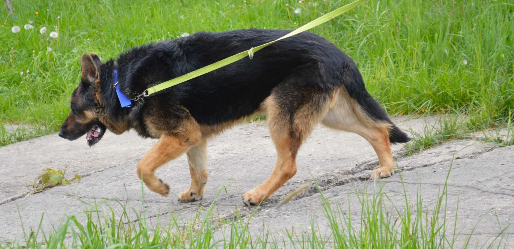 Lucky w typie owczarka szuka DOŚWIADCZONEGO domu !