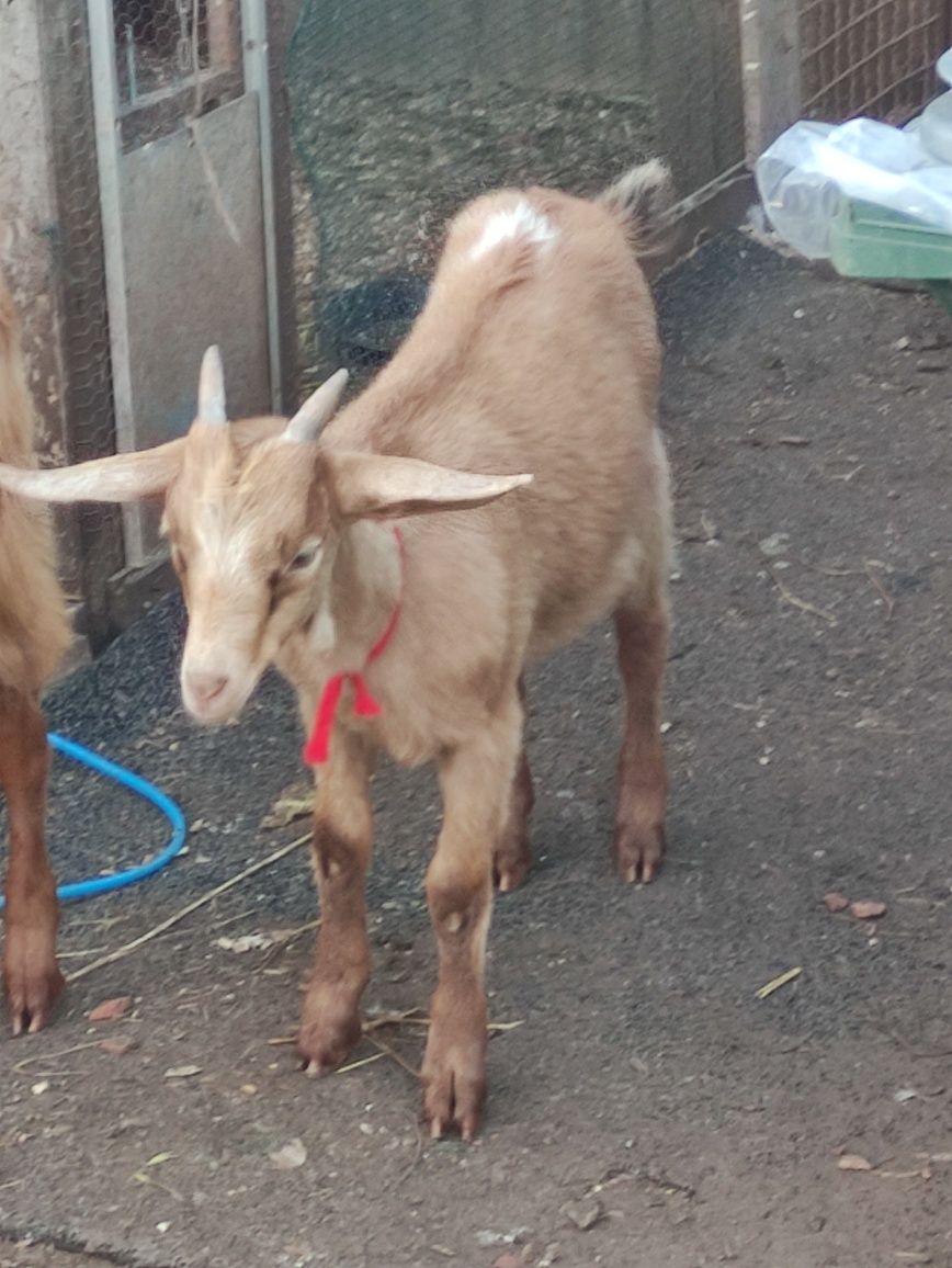 Casal de cabritos, vendo juntos ou separados