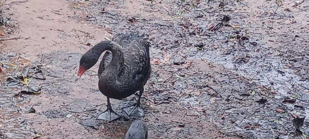 Cisne macho deste ano