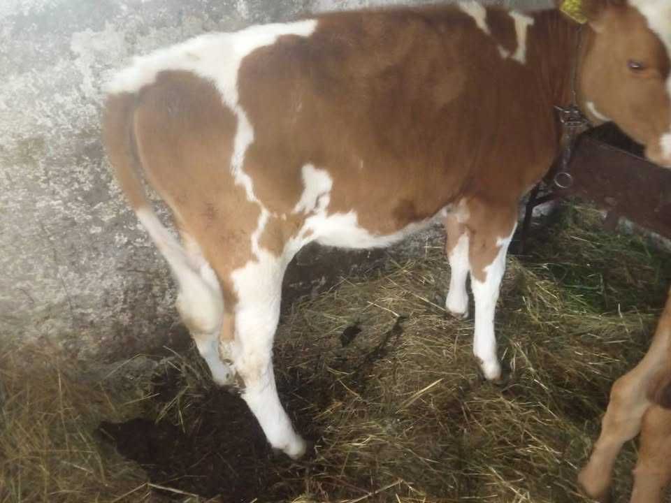 Byk Byczek Byczki Jałówka mieszańce