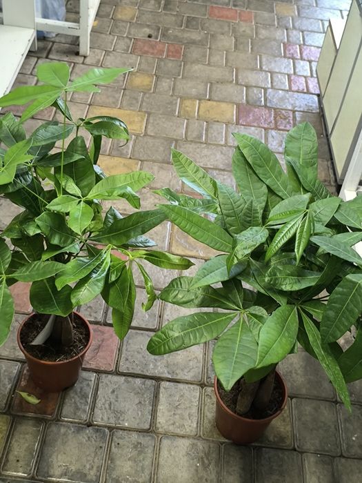 Пахира- Неприхотливое растение НОВАЯ ПАРТИЯ на 5стволов