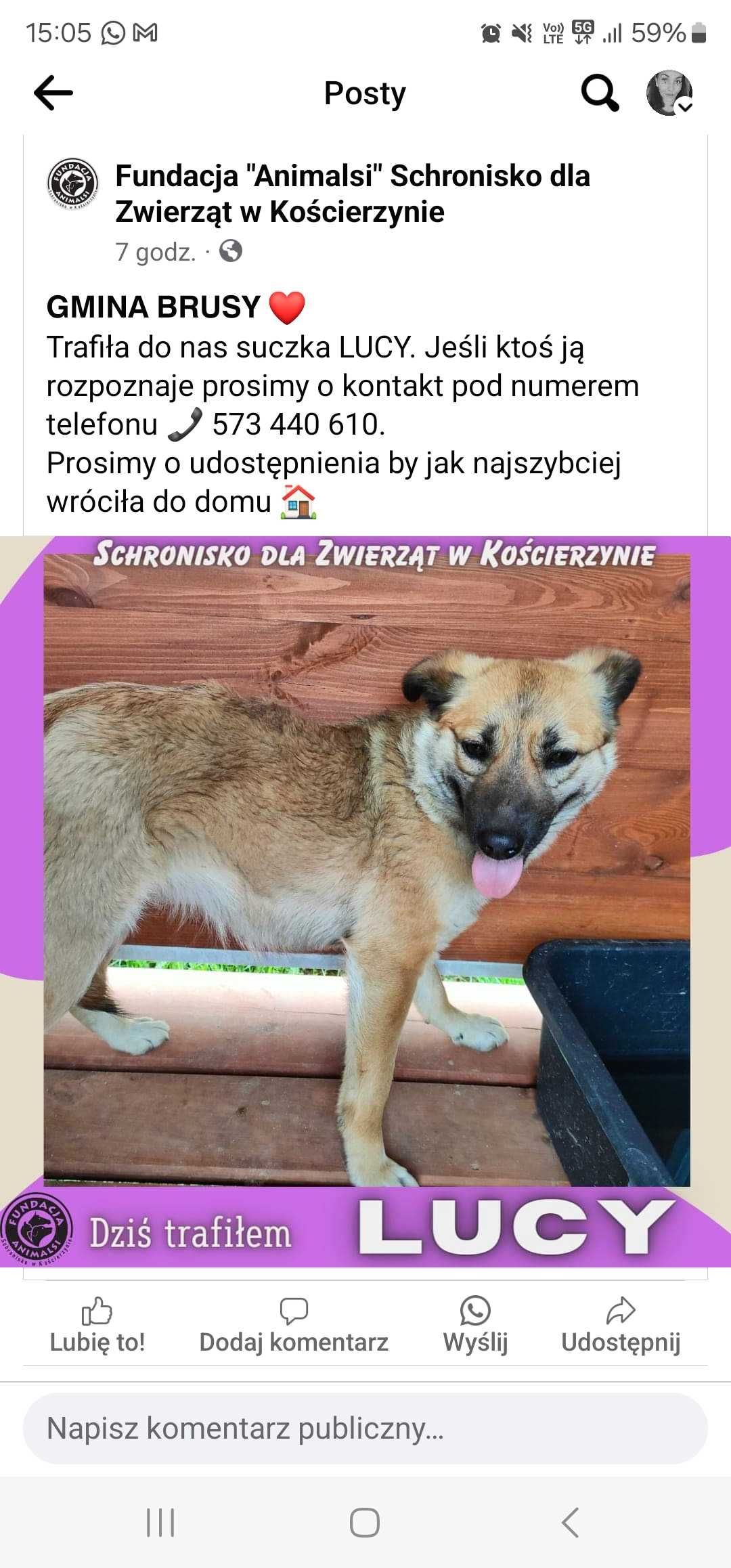 Suczka znaleziona w brusach