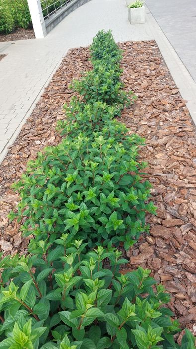 Kora sosnowa Ziemia ogrodowa uniwersalna Torf Kompost Pułtusk