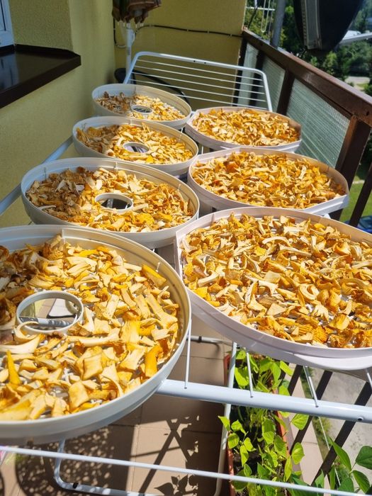 Grzyby w zalewie octowej oraz suszone sezon 2025