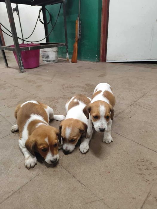 Pieski Szczeniaki Oddam