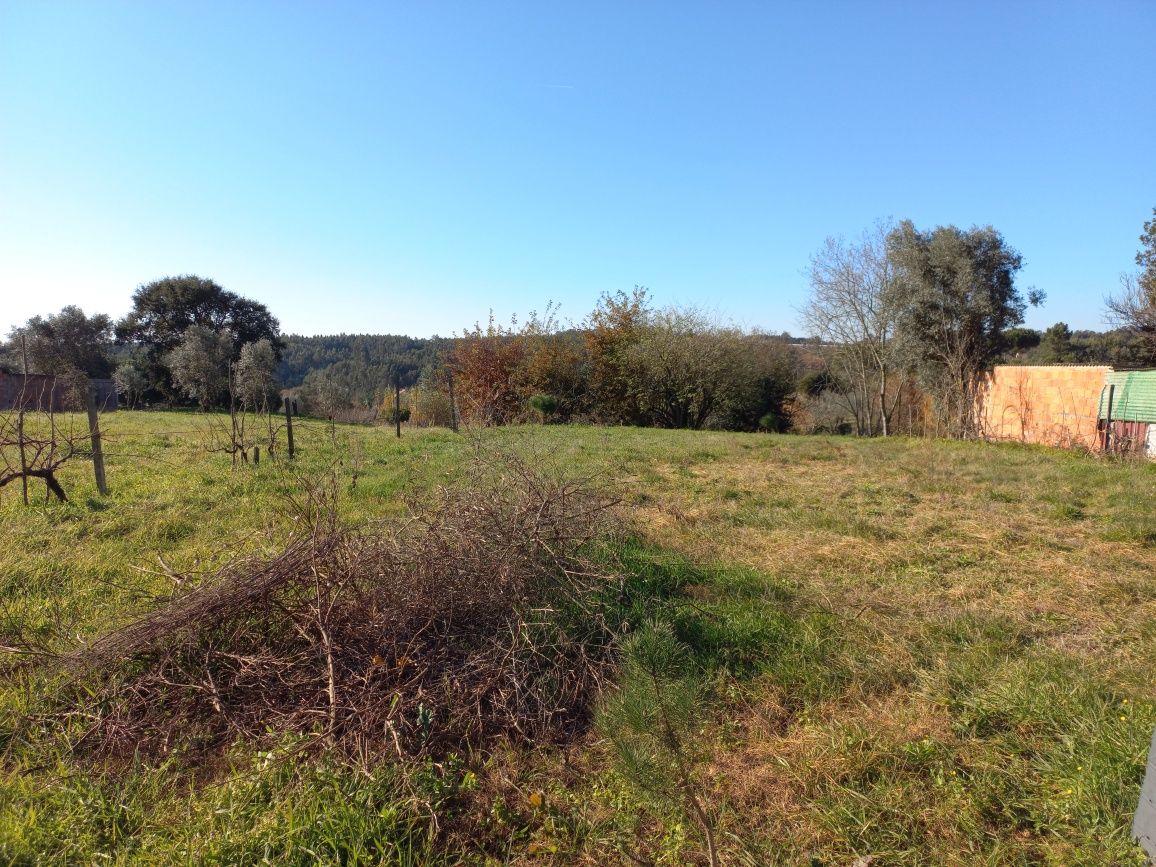 Terreno  em Carregal do Sal, com  luz, tanque e poço