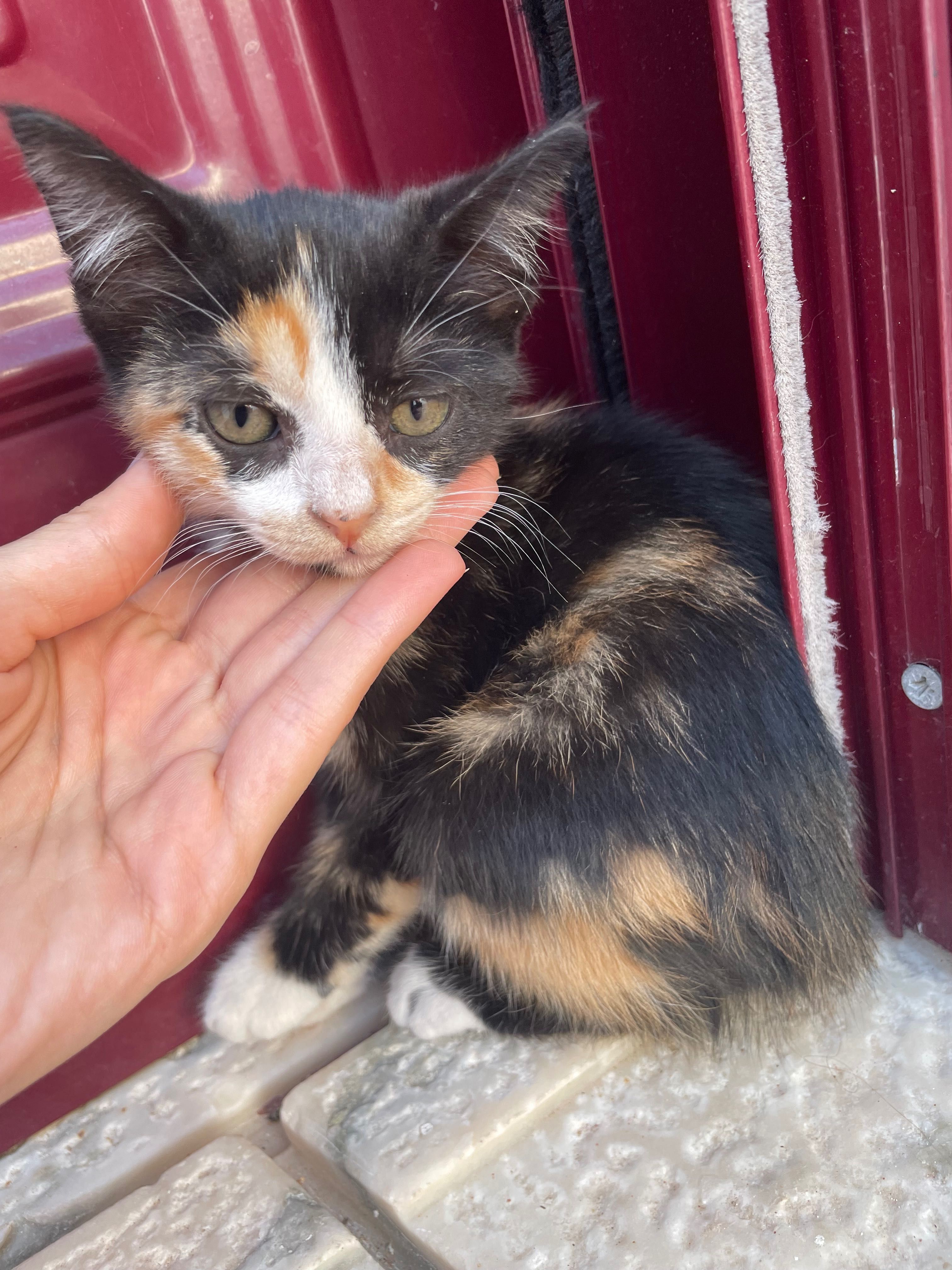 Gatinhos para adoptação responsável