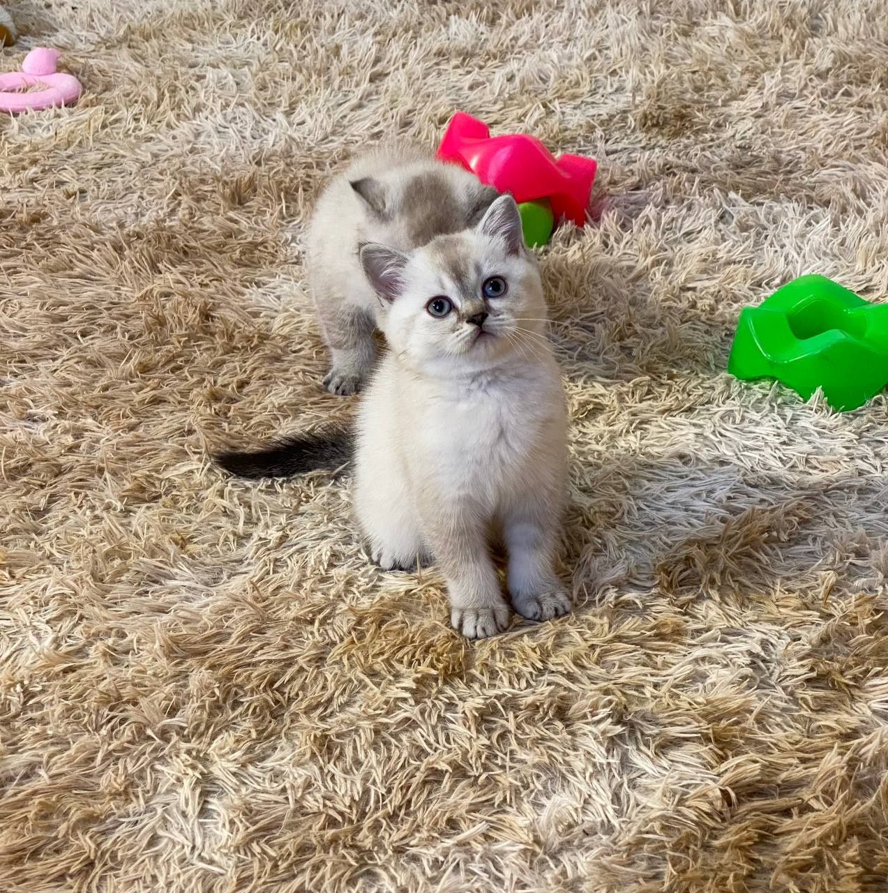 Продам кошенят шотландської породи