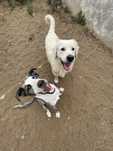 Pet sitting/ Hotel para cães/ Dog walking