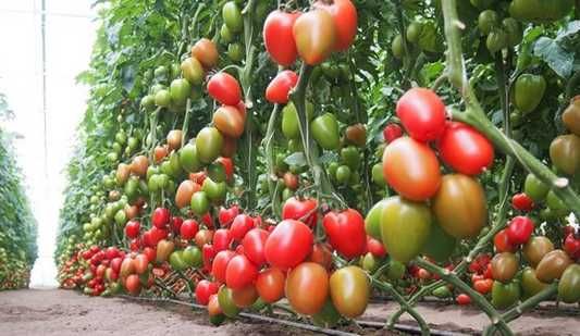 POMIDOR TUCANO - rozsada, sadzonka