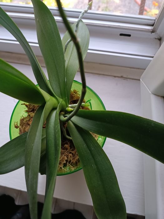 Продам  орхідею фаленопсіс