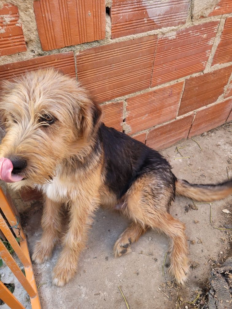 Cão Meigo (7 meses) para adoção