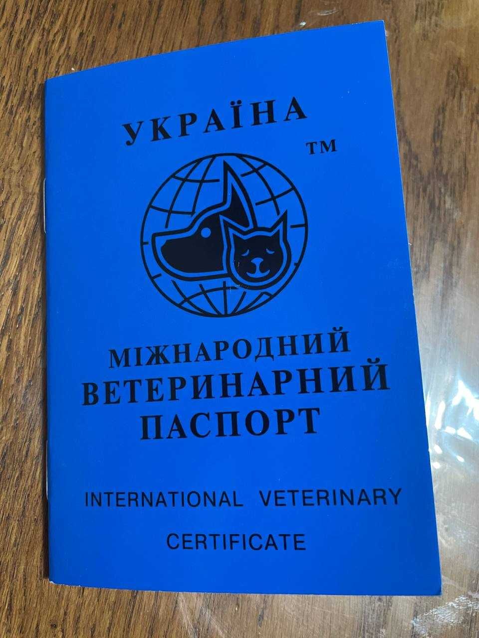 Німецька Вівчарка кобель