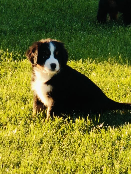 Sprzedam pieska Berneński Pies Pasterski