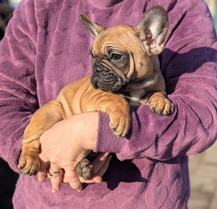 Цуценята французького бульдога з родоводом КСУ