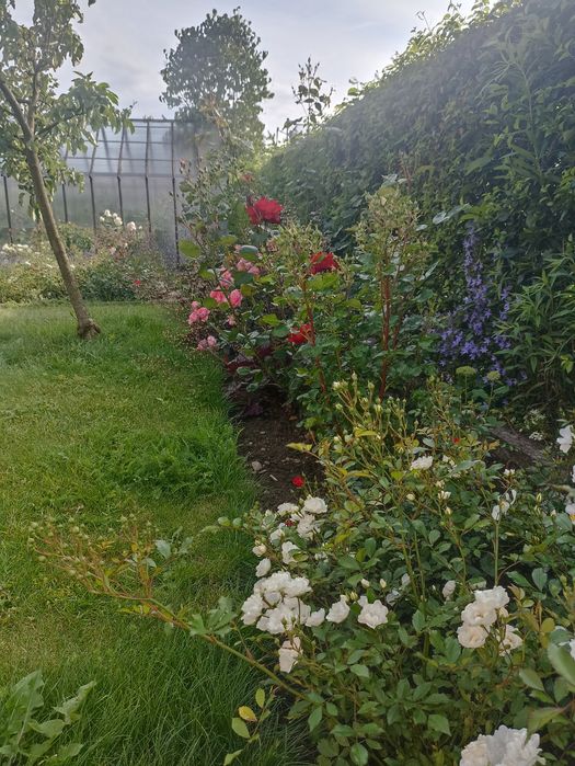 Działka ROD "Kormoran" w Giżycku