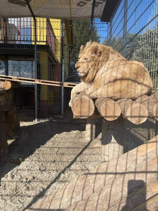Odchody tygrysa ,lwa odstraszacz na kuny
