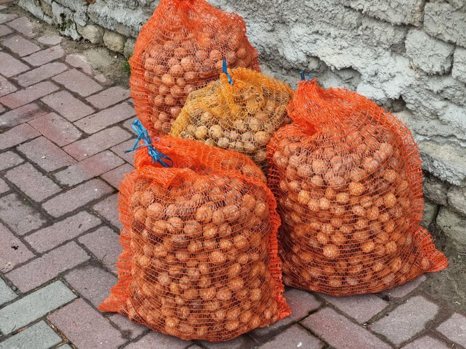 Orzechy włoskie tegoroczne