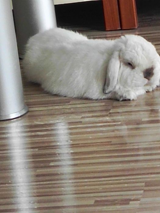 Królik Mini Lop 3lata