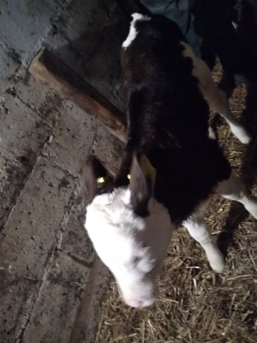 Jaloszki Miszne Sm Lm od 1600zl