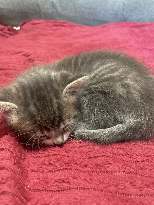 Котята скотишь двор)