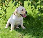 Labrador retriver miot A -Amor