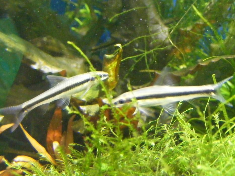GB Kosiarka, Grubowarg Syjamski (Crossocheilus oblongus)