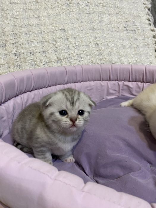 Шотланські котики