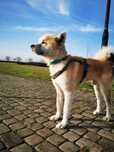 Akita do adopcji. Yuki szuka domu