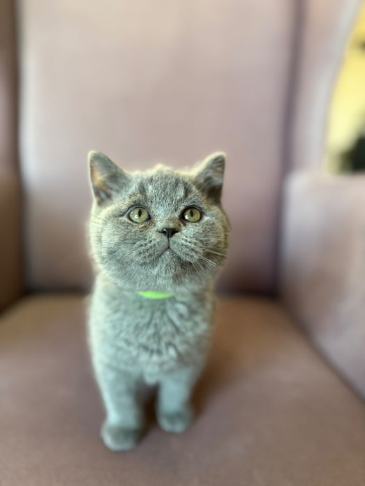 Kotka brytyjska niebieska krótkowłosa RODOWÓD Felis Polonia