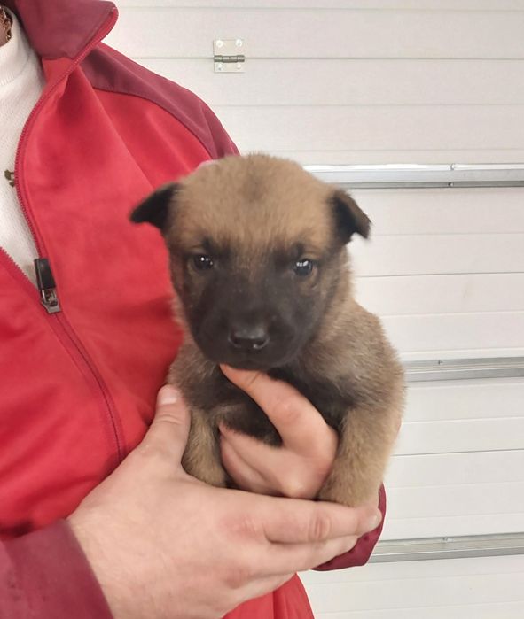 Owczarek Belgijski Malinois szczeniaki
