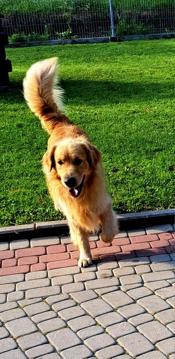Golden Retriever linia amerykańska  Rudy ZKPL  Reproduktor