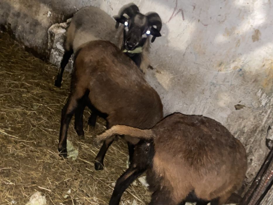 Sprzedam owce kameruńskie