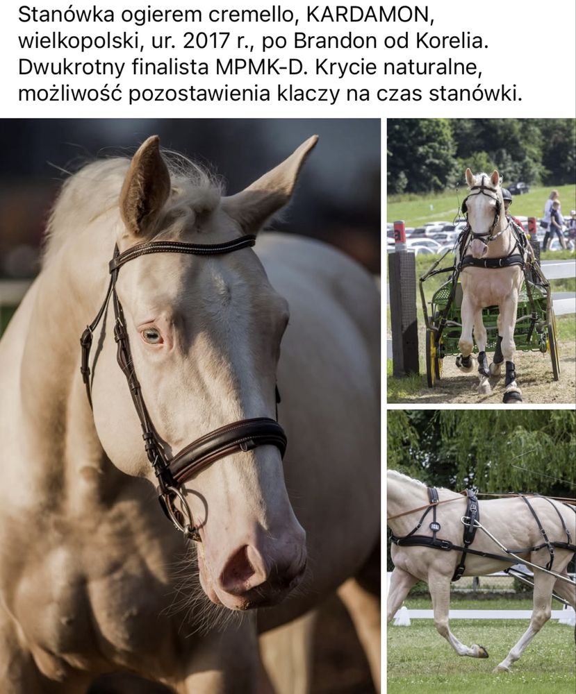 Do rezerwacji ogierek wlkp
