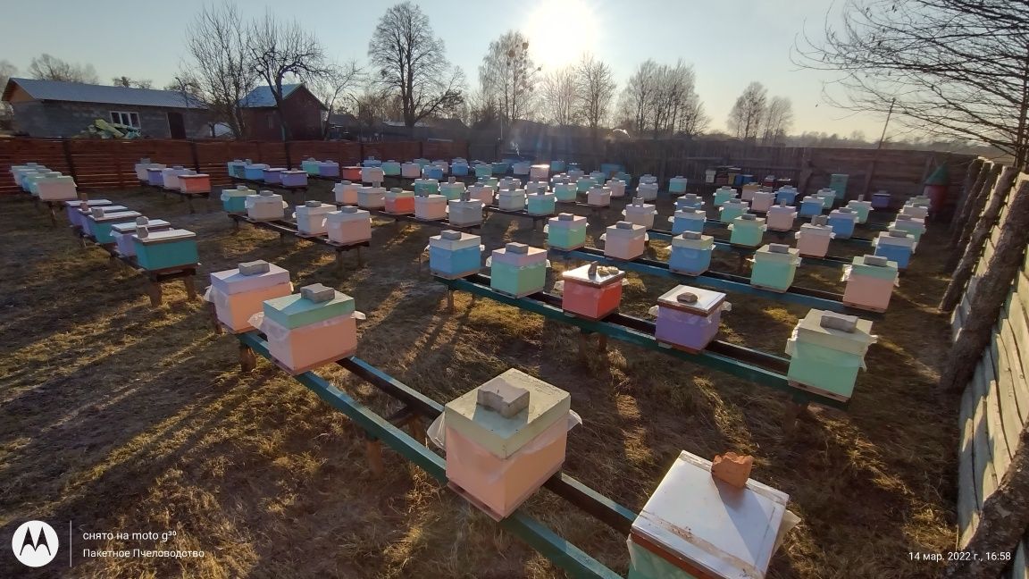 Пчелопакети Відводки Карника Бакфаст 1-100 штук