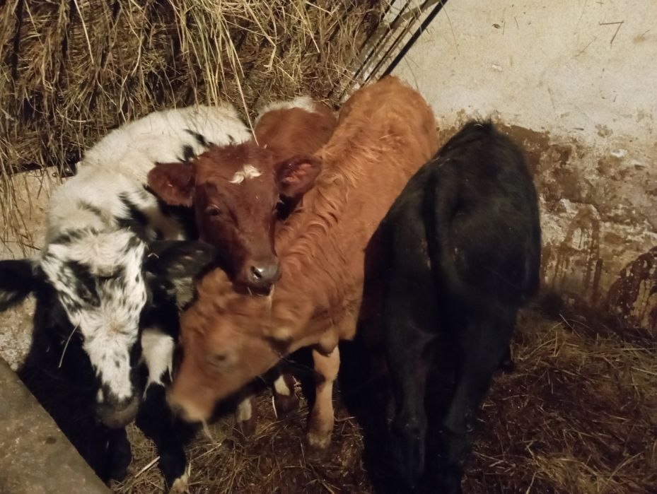 Byczki jałówki odsadki polskie