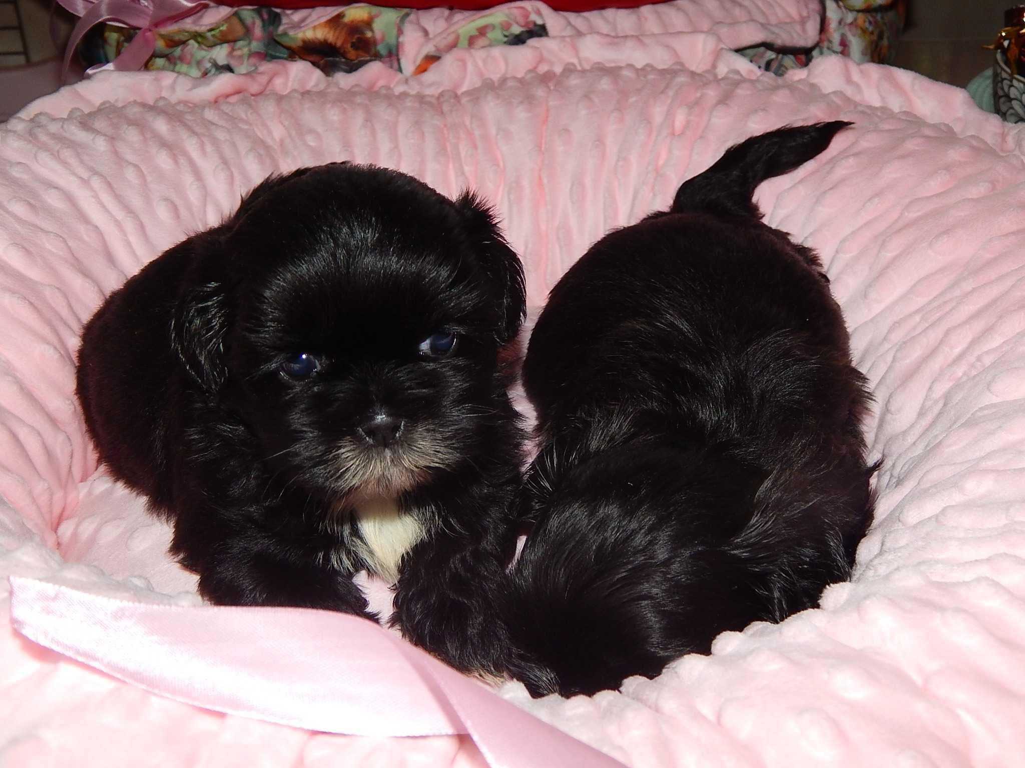 *** Shih Tzu Prześliczne Czarne Maluszki Wielkości Yorka ***