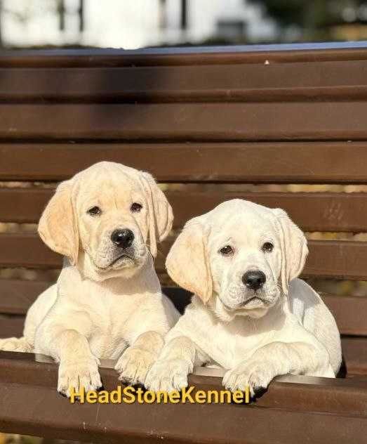 Щенки Лабрадора ретривера КСУ