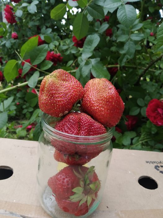 Саджанці полуниці | Саженцы клубники